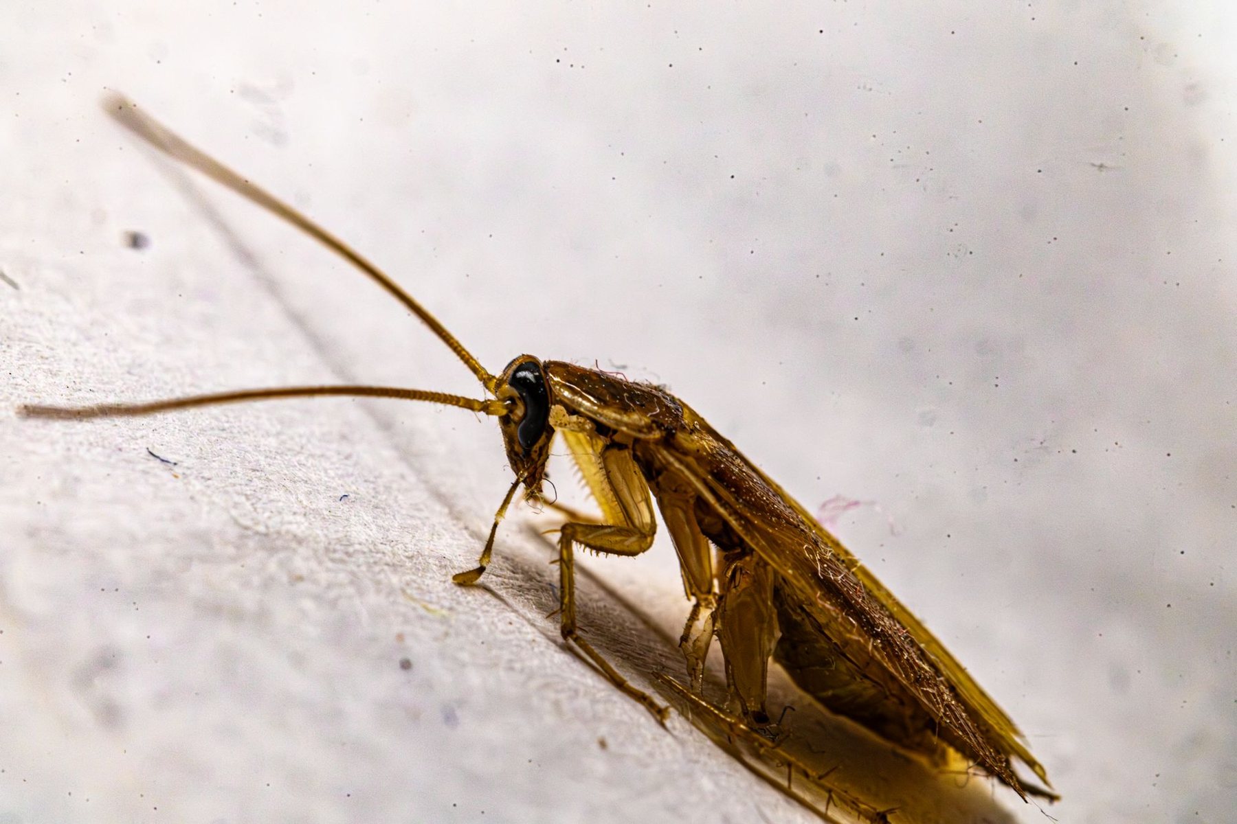 Roach Control in Buckeye AZ