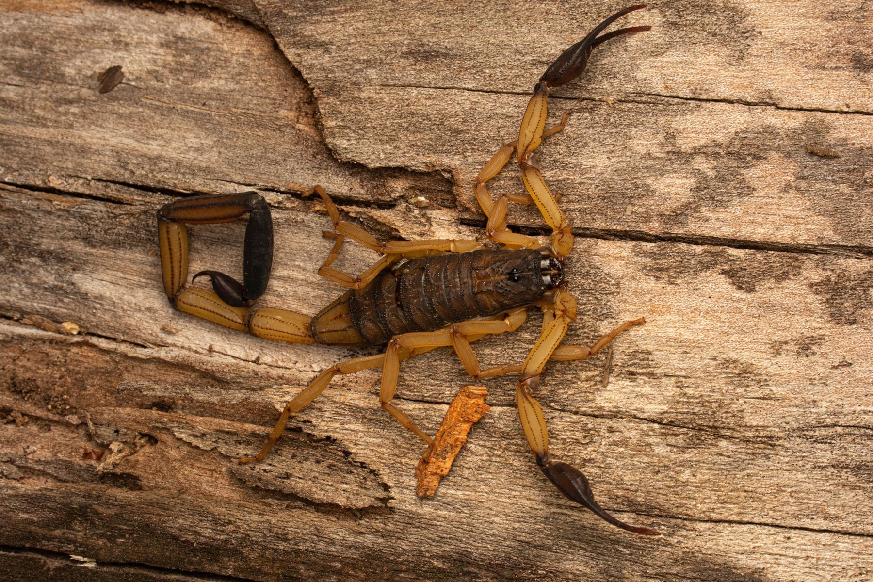 Scorpion Control in Buckeye AZ
